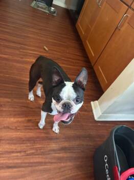 Bo -  Boston Terrier Dog for Adoption in St. Augustine, Florida - Bo | PetCurious