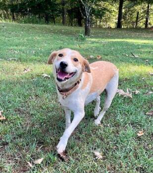 Strawberry -  Australian Shepherd and Mixed Breed Dog for Adoption in Joppa, Alabama - Strawberry | PetCurious