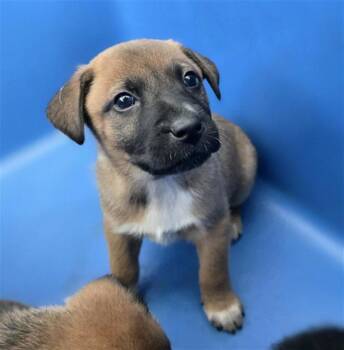 Mixed Breed Dogs Available for Adoption in Dallas, Texas - ROLLY | PetCurious