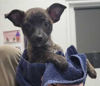 Mixed Breed Dogs Available for Adoption in Kansas City, Missouri - Trinket | PetCurious
