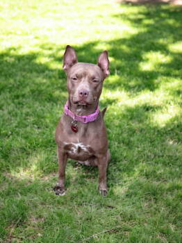 Rescue Pit Bull Terrier Dogs for Adoption in Nashville, Tennessee - Nora | PetCurious