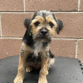 Rocky Road -  Terrier Dog for Adoption in Las Vegas, Nevada - Rocky Road | PetCurious