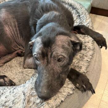 Max -  Black Labrador Retriever Dog for Adoption in San Diego, California - Max | PetCurious