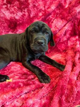 Cinnamon -  Mixed Breed Dog for Adoption in Lagrange, Indiana - Cinnamon | PetCurious