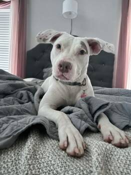 Rescue Pit Bull Terrier Dogs for Adoption in Mustang, Oklahoma - Sofie | PetCurious