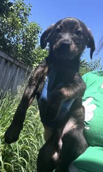 Lion-O from the Thundercats -  Retriever and Australian Shepherd Dog for Adoption in Bull Valley, Illinois - Lion-O From The Thundercats | PetCurious