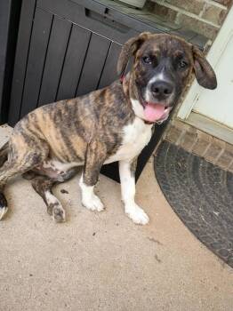 Jake 2026-70 -  Boxer Dog for Adoption in Winder, Georgia - Jake 2026-70 | PetCurious