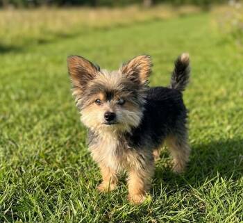 Cam -  Yorkshire Terrier Dog for Adoption in Boca Raton, Florida - Cam | PetCurious