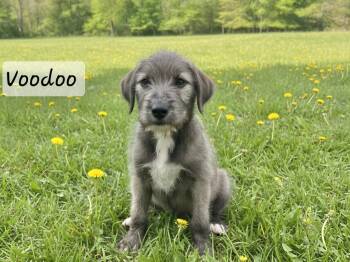 Voodoo -  Irish Wolfhound Dog for Adoption in Manchester, Connecticut - Voodoo | PetCurious