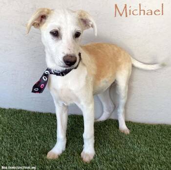 Rescue Labrador Retriever and Husky Dogs for Adoption in San Diego, California - Michael | PetCurious