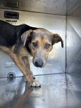 JESTER -  Mixed Breed Dog for Adoption in Dallas, Texas - JESTER | PetCurious