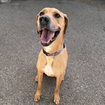 RONAN -  Mixed Breed Dog for Adoption in Cranston, Rhode Island - RONAN | PetCurious