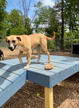 Rescue Mixed Breed Dogs for Adoption in Brookhaven, Mississippi - Ethel 24 | PetCurious