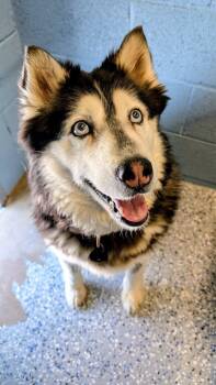 Husky Dogs Available for Adoption in Benson, Arizona - Skye | PetCurious