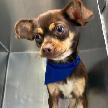Chihuahua Dogs Available for Adoption in San Antonio, Texas - Charlotta | PetCurious