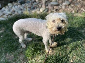 Miniature Poodle Dogs Available for Adoption in Severance, Colorado - Chevy | PetCurious