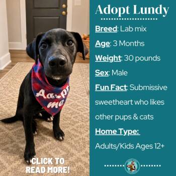 Lundy -  Labrador Retriever Dog for Adoption in Metamora, Michigan - Lundy | PetCurious