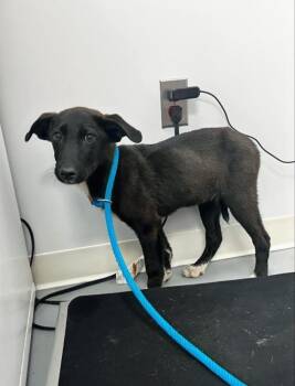 Shepherd Dogs Available for Adoption in Hartsville, South Carolina - Freddie | PetCurious