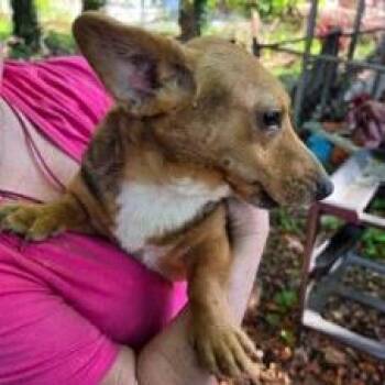 Dachshund Dogs Available for Adoption - Clyde | PetCurious