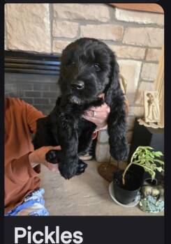 Pickles -  Goldendoodle Dog for Adoption in Glenwood City, Wisconsin - Pickles | PetCurious