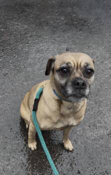 Pug and Beagle Dogs Available for Adoption in Millerstown, Pennsylvania - BEAN SPROUT | PetCurious
