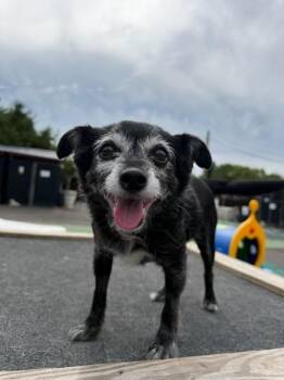 Lily -  Yorkshire Terrier Dog for Adoption in Chalfont, Pennsylvania - Lily | PetCurious