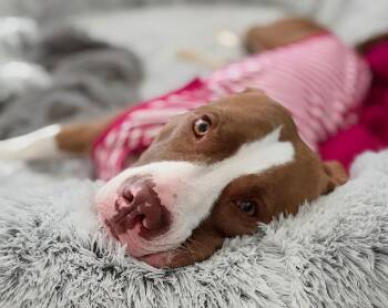 Hazel -  Terrier Dog for Adoption in Bowie, Maryland - Hazel | PetCurious