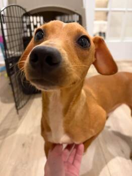 Little Brother -  Dachshund Dog for Adoption in Greenville, South Carolina - Little Brother | PetCurious