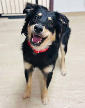 Mixed Breed Dogs Available for Adoption in West Chester, Pennsylvania - Kaiser | PetCurious