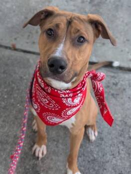 Mixed Breed Dogs Available for Adoption in Jacksonville, Florida - SIMBA | PetCurious