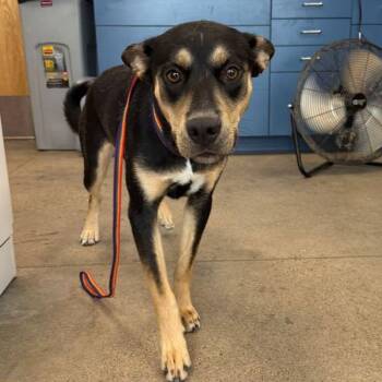 Luna -  Shepherd and Husky Dog for Adoption in Kingman, Arizona - Luna | PetCurious