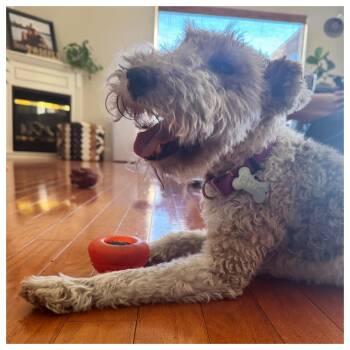 Rescue Wirehaired Terrier Dogs for Adoption in Eustis, Florida - Elvis | PetCurious