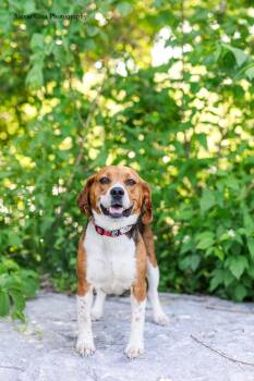 Charm -  Beagle Dog for Adoption in Drumbo, Ontario - Charm | PetCurious