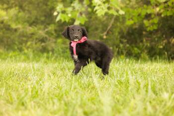 Goldendoodle and Mixed Breed Dogs Available for Adoption in Gradyville, Kentucky - Carly- Transport | PetCurious