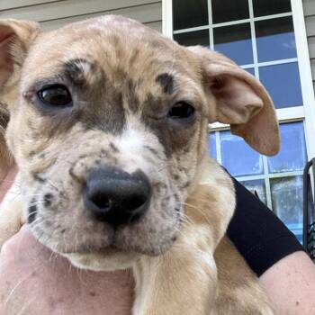 Skittles-Yellow -  American Staffordshire Terrier and Mixed Breed Dog for Adoption in Cartersville, Georgia - Skittles-Yellow | PetCurious
