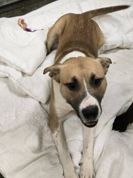 Rescue Black Mouth Cur Dogs for Adoption in Saint Clairsville, Ohio - Chili | PetCurious