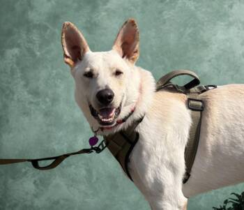 German Shepherd Dog and Labrador Retriever Dogs Available for Adoption - Snow  | PetCurious
