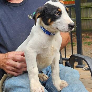 Cattle Dog Dogs Available for Adoption in Normal, Illinois - Duff | PetCurious