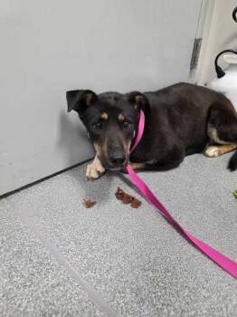 Cammie -  Cattle Dog and Mixed Breed Dog for Adoption in Sevierville, Tennessee - Cammie | PetCurious