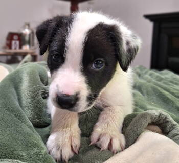 Rescue Border Collie Dogs for Adoption in South Kingstown, Rhode Island - Earl Holstein | PetCurious