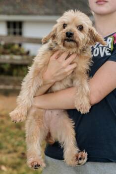 Rescue Yorkie Poo Dogs for Adoption in Chester Springs, Pennsylvania - Persimmon | PetCurious