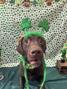Tucker -  Labrador Retriever Dog for Adoption in Indianapolis, Indiana - Tucker | PetCurious