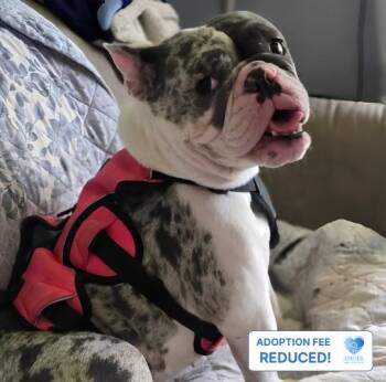 Trixie -  French Bulldog and Boston Terrier Dog for Adoption in Naperville, Illinois - Trixie | PetCurious