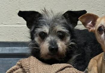 Terrier and Mixed Breed Dogs Available for Adoption in Martinez, California - CHIP | PetCurious
