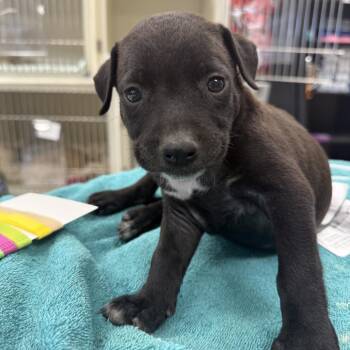 Arbor -  Pit Bull Terrier Dog for Adoption in East St. Louis, Illinois - Arbor | PetCurious