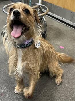 GRACE -  Cairn Terrier and Mixed Breed Dog for Adoption - GRACE | PetCurious