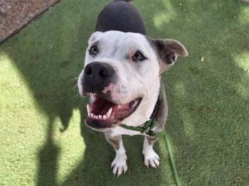 Rescue Pit Bull Terrier and Boxer Dogs for Adoption in Chandler, Arizona - TOBY | PetCurious
