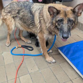 Jasmine -  German Shepherd Dog Dog for Adoption in Birmingham, Alabama - Jasmine | PetCurious