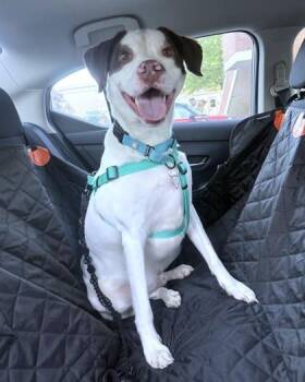 Bentley -  Mixed Breed Dog for Adoption - Bentley | PetCurious