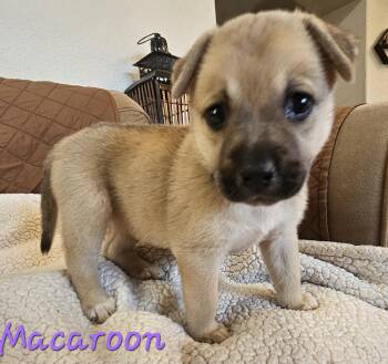 Macaroon -  German Shepherd Dog and Australian Cattle Dog Blue Heeler Dog for Adoption in Galt, California - Macaroon | PetCurious